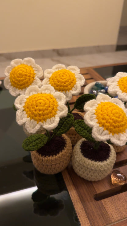 Daisy Deskmate